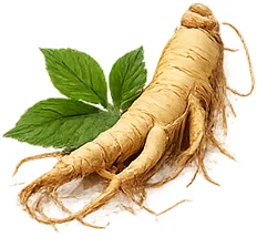 Ženšen (výtažek z kořene Panax ginseng) — rostlinná složka {{OFFER_NAME}}u