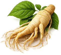 Ženšen (výtažek z kořene Panax ginseng) — rostlinná složka {{OFFER_NAME}}u