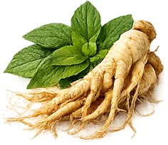 Ženšen (výtažek z kořene Panax ginseng) — rostlinná složka {{OFFER_NAME}}u